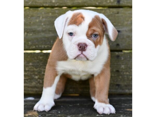 Olde English Bulldog DOG Female 2966 Petland Independence, Missouri