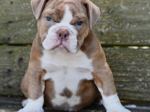 Olde English Bulldog-DOG-Male--2965-Petland Independence, Missouri