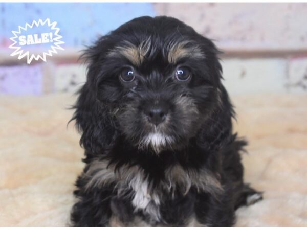 Havalier-DOG-Female--2858-Petland Independence, Missouri