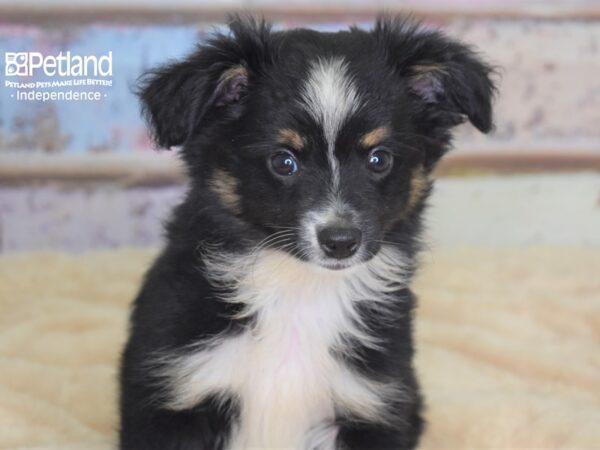 Toy Australian Shepherd-DOG-Male-Black Tri-2959-Petland Independence & Lee's Summit, MO