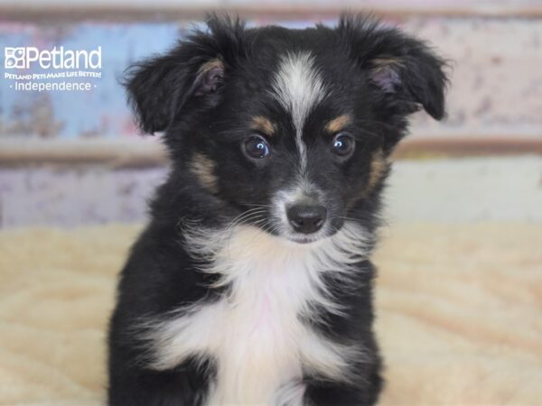 Toy Australian Shepherd DOG Male Black Tri 2959 Petland Independence, Missouri