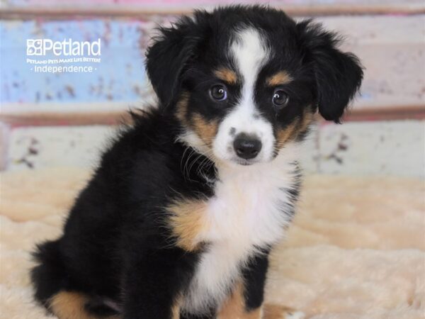 Toy Australian Shepherd DOG Female Black Tri 2958 Petland Independence, Missouri