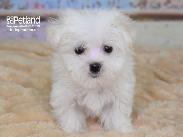 Maltese-DOG-Female-White-2967-Petland Independence & Lee's Summit, MO