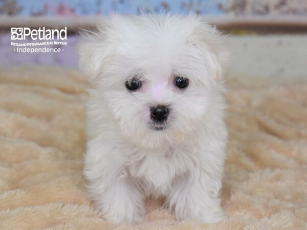 Maltese DOG Female White 2967 Petland Independence, Missouri