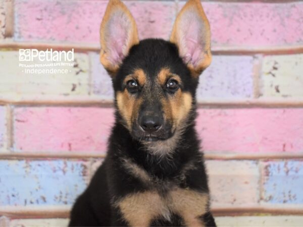 German Shepherd DOG Male Black and Tan 2963 Petland Independence, Missouri