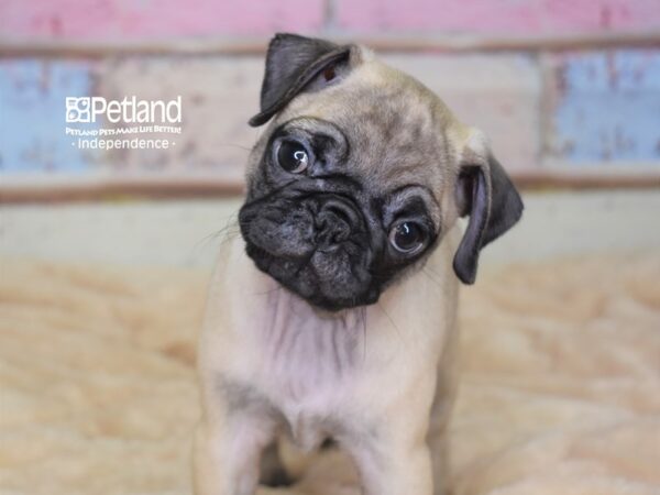 Pug DOG Female Fawn Black Mask 2962 Petland Independence, Missouri