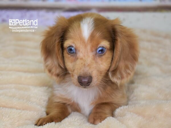 Dachshund DOG Male Red 2961 Petland Independence, Missouri