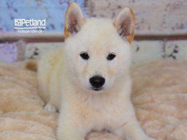Shiba Inu-DOG-Male-Red Sesame-2969-Petland Independence & Lee's Summit, MO