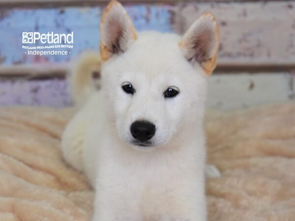 Shiba Inu-DOG-Male-Red Sesame-2968-Petland Independence & Lee's Summit, MO