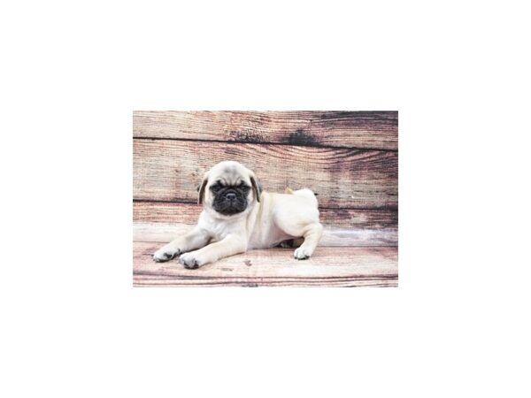 Pug-DOG-Female-Fawn-2973-Petland Independence & Lee's Summit, MO
