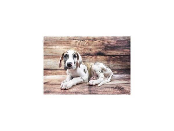 Great Dane DOG Male Brindle 2974 Petland Independence, Missouri