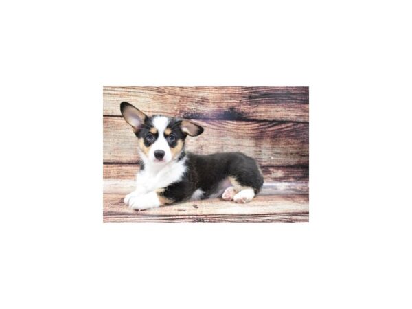 Pembroke Welsh Corgi DOG Female Black and Tan 2975 Petland Independence, Missouri