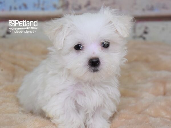 Maltese DOG Male White 2971 Petland Independence, Missouri