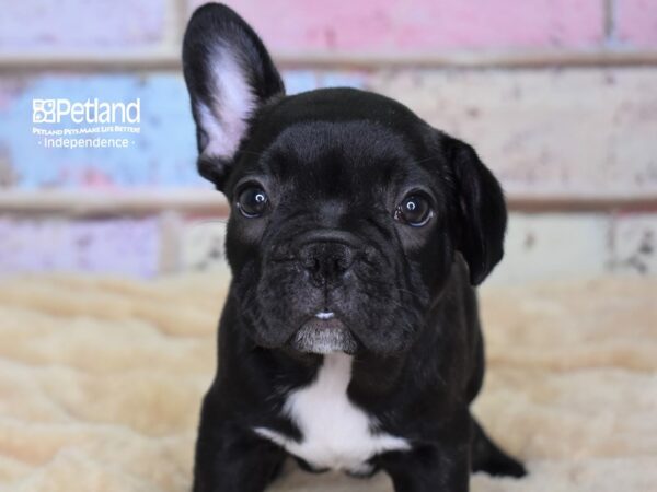French Bulldog-DOG-Male-Black Brindle-2970-Petland Independence, Missouri