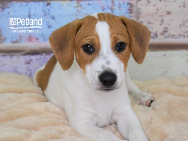 Jack Russell Terrier DOG Male Tan & White 2978 Petland Independence, Missouri
