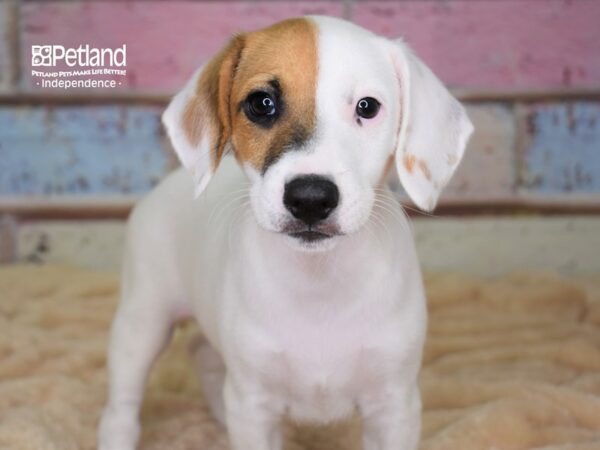 Jack Russell Terrier-DOG-Male-Tan & White-2979-Petland Independence & Lee's Summit, MO