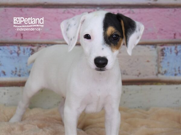 Jack Russell Terrier DOG Male Black & White 2980 Petland Independence & Lee's Summit, MO