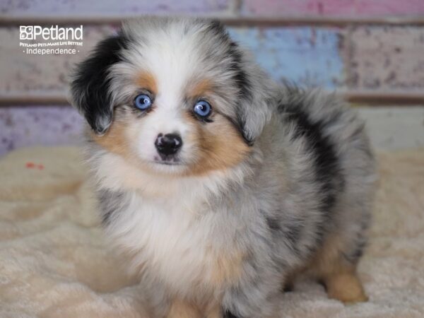 Toy Australian Shepherd-DOG-Male-Blue Merle-2976-Petland Independence, Missouri