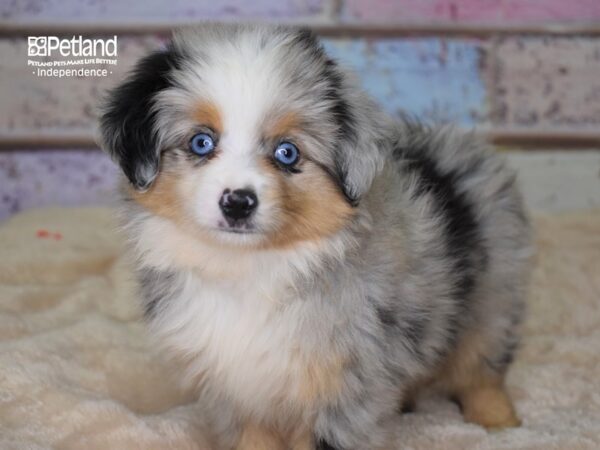 Toy Australian Shepherd DOG Male Blue Merle 2976 Petland Independence, Missouri