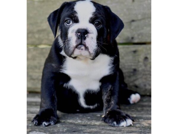Olde English Bulldog-DOG-Male-Black White Markings-2984-Petland Independence, Missouri