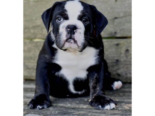 Olde English Bulldog DOG Male Black White Markings 2984 Petland Independence, Missouri