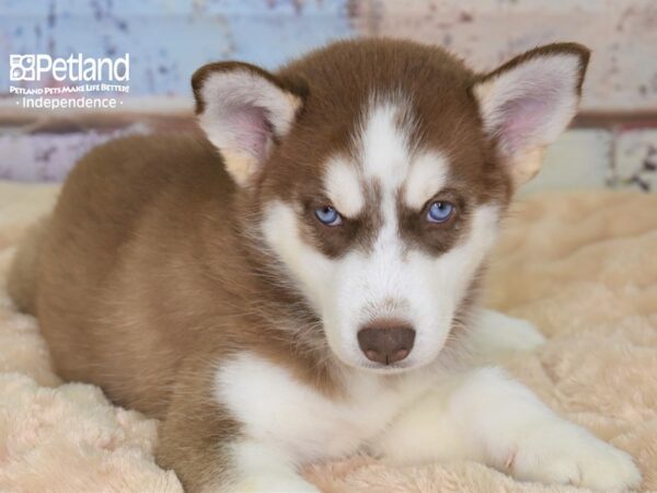 Siberian Husky DOG Female Red & White 2982 Petland Independence, Missouri