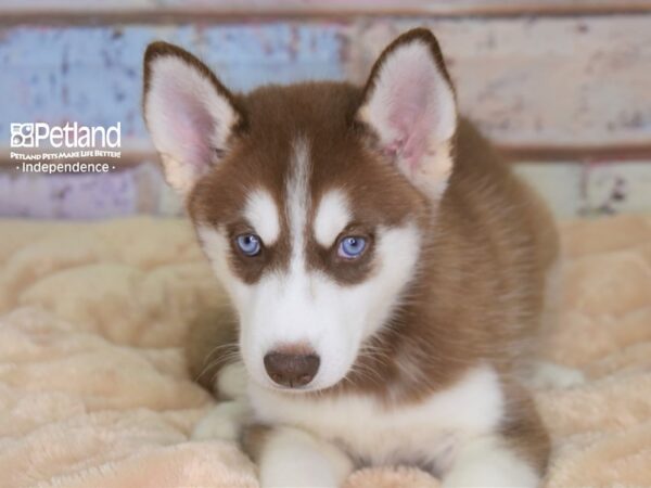 Siberian Husky DOG Female Red & White 2981 Petland Independence, Missouri