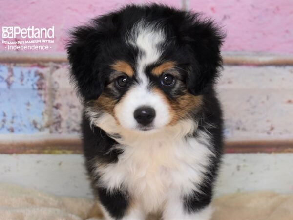 Toy Australian Shepherd DOG Male Black Tricolor 2999 Petland Independence, Missouri