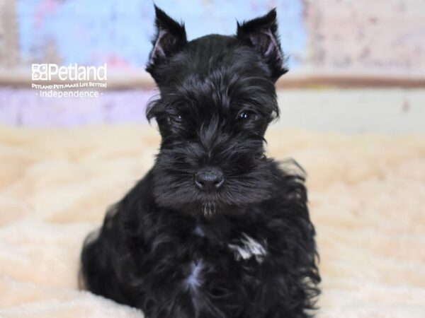 Miniature Schnauzer DOG Male Black 2991 Petland Independence, Missouri