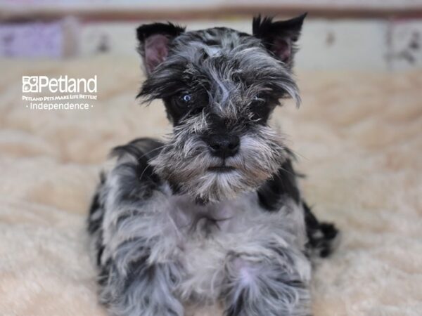 Miniature Schnauzer DOG Female Blue Merle 2994 Petland Independence, Missouri