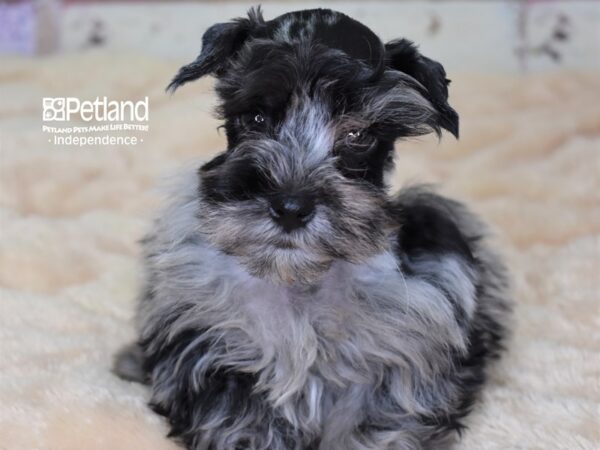 Miniature Schnauzer DOG Male Blue Merle 2992 Petland Independence, Missouri