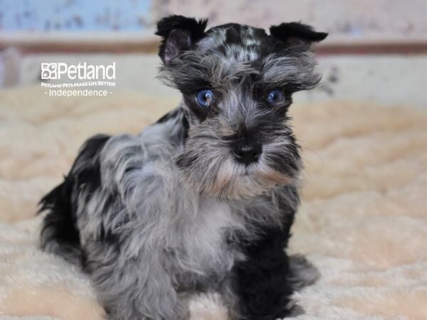 Miniature Schnauzer DOG Female Blue Merle 2993 Petland Independence, Missouri