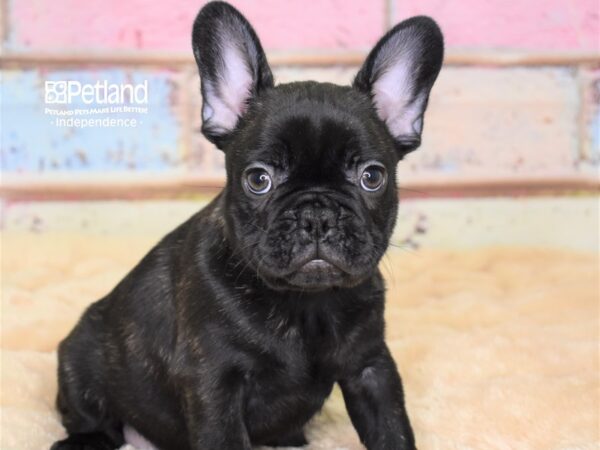French Bulldog-DOG-Male-Black Brindle-2985-Petland Independence & Lee's Summit, MO