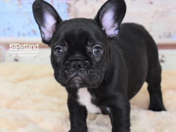 French Bulldog DOG Male Black 2986 Petland Independence, Missouri