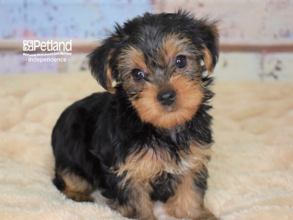 Yorkshire Terrier DOG Female Black and Tan 2997 Petland Independence, Missouri