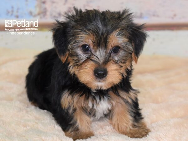 Yorkshire Terrier-DOG-Male-Black and Tan-2996-Petland Independence & Lee's Summit, MO