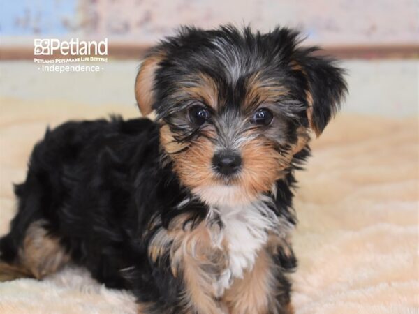 Yorkshire Terrier DOG Female Black and Tan 2998 Petland Independence, Missouri