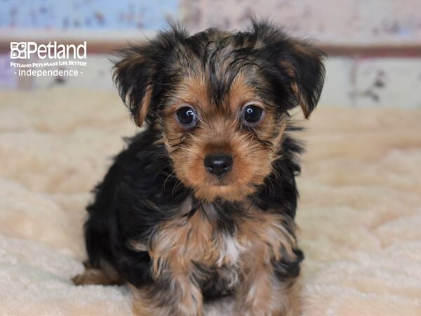 Yorkshire Terrier DOG Male Black and Tan 2995 Petland Independence, Missouri