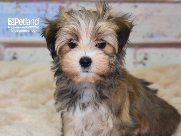 Morkie DOG Female Sable 2990 Petland Independence, Missouri