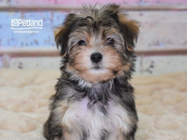 Morkie DOG Female Sable 2989 Petland Independence, Missouri