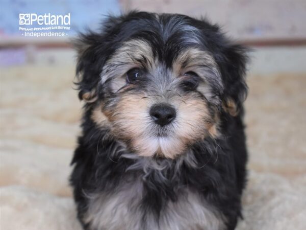 Morkie DOG Male Black and Tan 2987 Petland Independence, Missouri