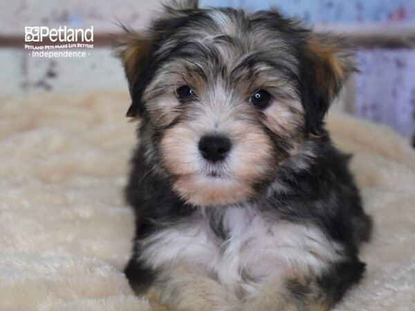 Morkie DOG Male Sable 2988 Petland Independence, Missouri