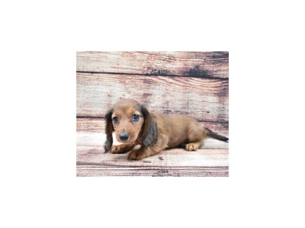 Dachshund DOG Female Red 3009 Petland Independence, Missouri