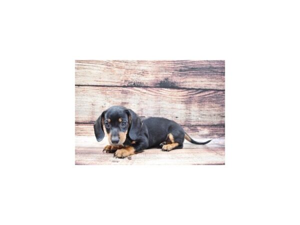 Dachshund-DOG-Female-Black and Tan-3008-Petland Independence & Lee's Summit, MO