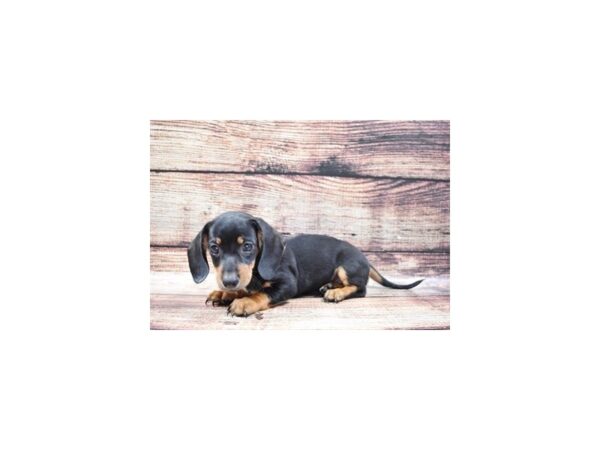 Dachshund DOG Female Black and Tan 3008 Petland Independence, Missouri