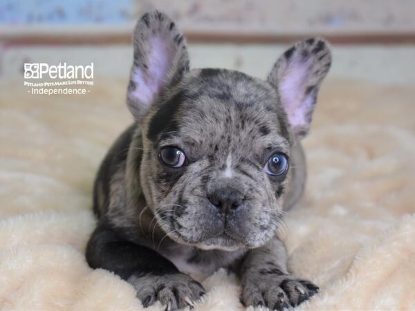 French Bulldog DOG Male Merle 3018 Petland Independence, Missouri