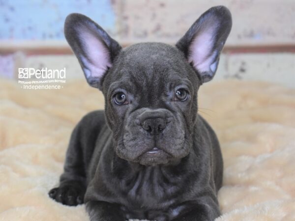 French Bulldog DOG Male Blue 3019 Petland Independence, Missouri