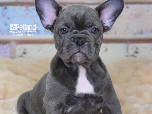 French Bulldog DOG Female Blue 3020 Petland Independence, Missouri