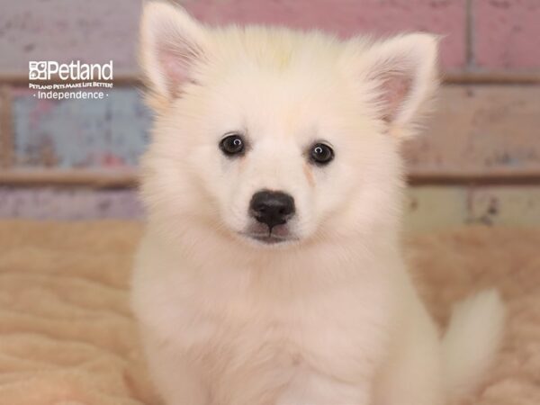 American Eskimo DOG Female White 3001 Petland Independence, Missouri