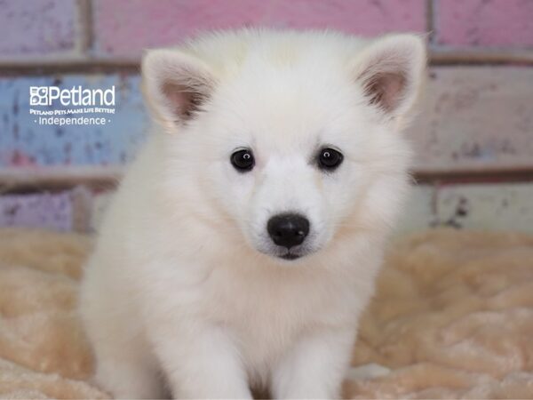 American Eskimo-DOG-Female-White-3002-Petland Independence, Missouri